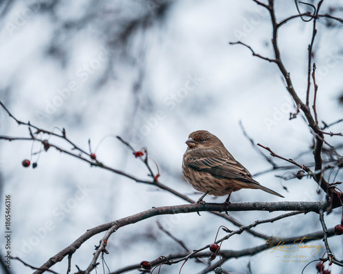 Small brown songbird