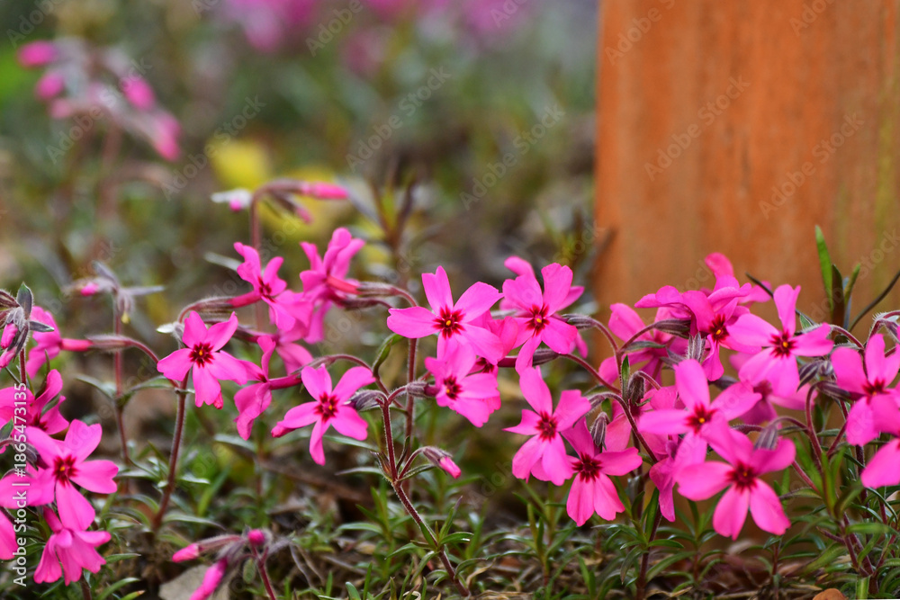 Naklejka premium 足元の芝桜