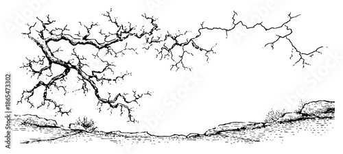 Sketch of old gnarled tree branches without leaves over rocky ground
