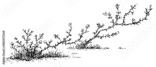 Wild thorny branch with small leaves growing from grass patch