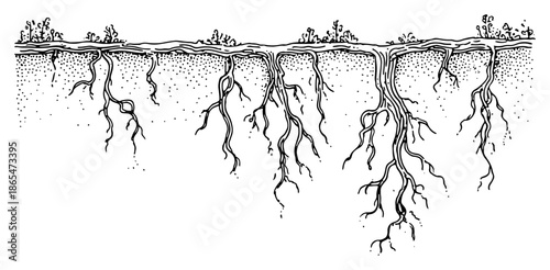 Hand drawn sketch of plant roots growing underground in soil