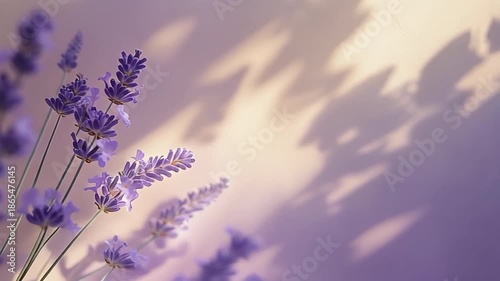 Closeup of Lavender Flowers with Soft Light and Shadow Play. 4k Beauty Footage Background Video