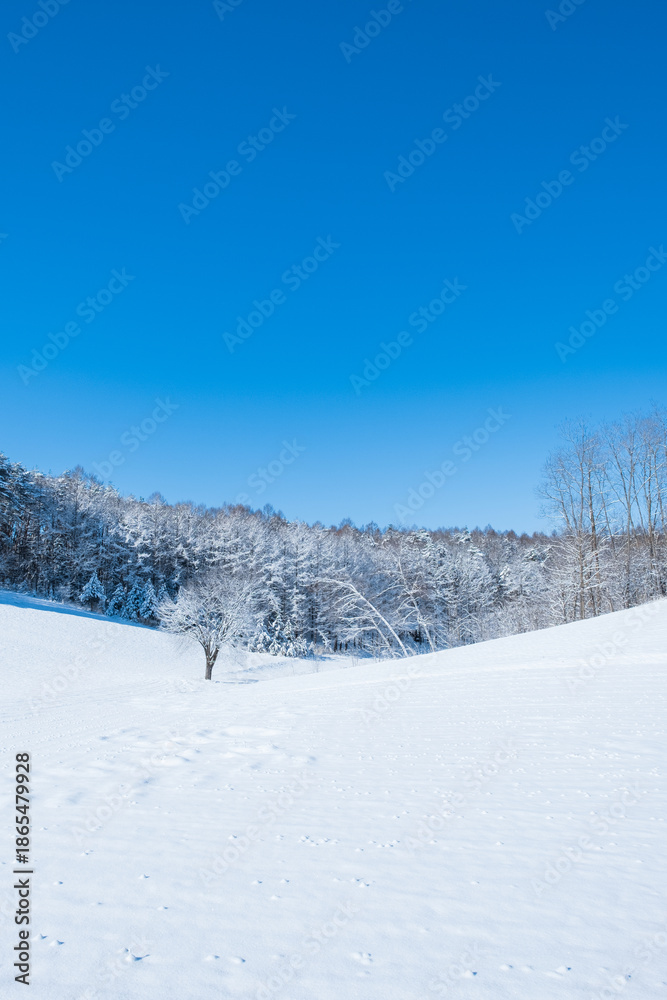 Obraz premium 雪景色 自然 青空