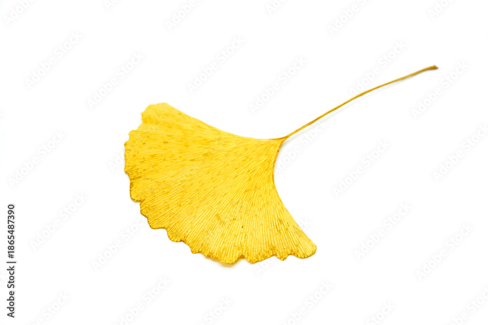Naklejka premium Ginkgo leaf isolate on white background. Golden Ginkgo leaf