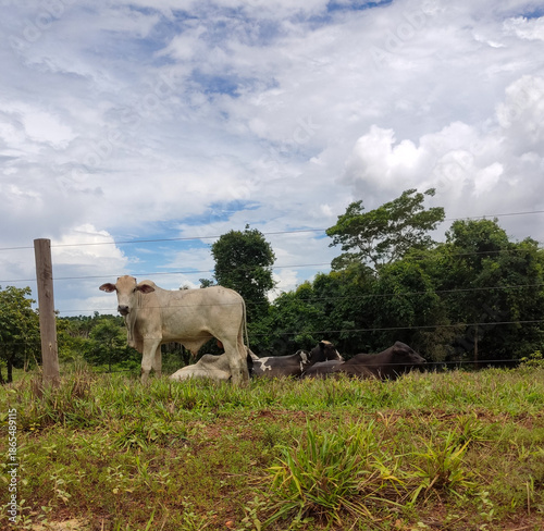 cows in the field