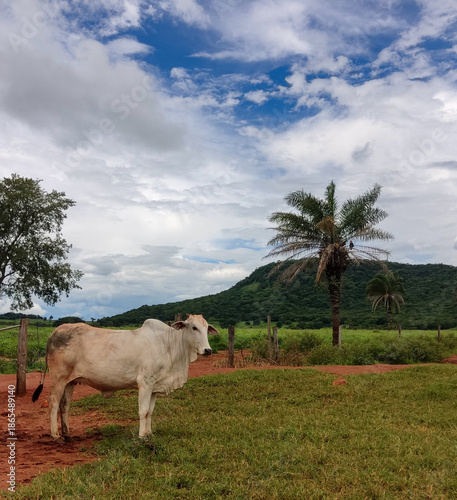 cows in the field