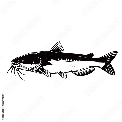 Fresh raw catfish with distinctive whiskers isolated on a white background, highlighting its aquatic features for fishing and culinary concepts
