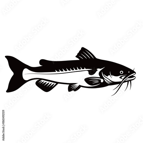 Fresh raw catfish with distinctive whiskers isolated on a white background, highlighting its aquatic features for fishing and culinary concepts