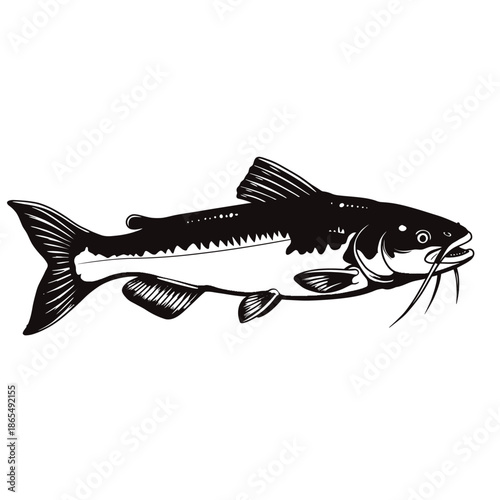 Fresh raw catfish with distinctive whiskers isolated on a white background, highlighting its aquatic features for fishing and culinary concepts