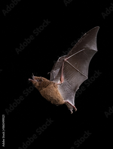 Long-tongued bat 