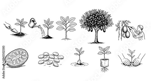Planting Jackfruit Hand Drawn Illustration Vector by AZ for Books, Arts, Design and Decoration Graphic Asset