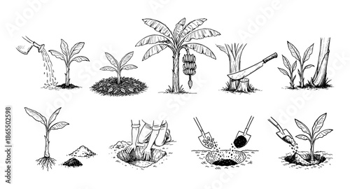 Planting Banana Hand Drawn Illustration Vector by AZ for Books, Arts, Design and Decoration Graphic Asset