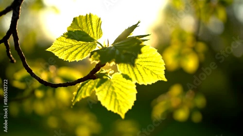 Fresh Green Leaves in Spring Sunlight - A Natural Beauty.