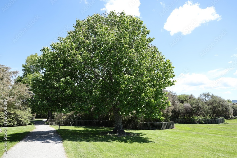 Fototapeta premium Large Green Tree Beside Curving Park Pathway