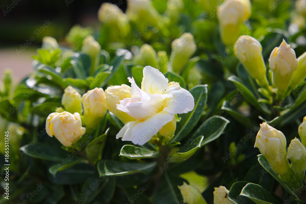 Fototapeta premium Adenium obesum, Desert rose flowers in full bloom.