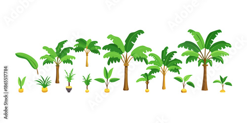 Tropical Banana Tree Vector Illustration Set, Exotic Banana Tree Collection in Flat Style