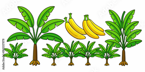 Tropical Banana Tree Vector Illustration Set, Exotic Banana Tree Collection in Flat Style