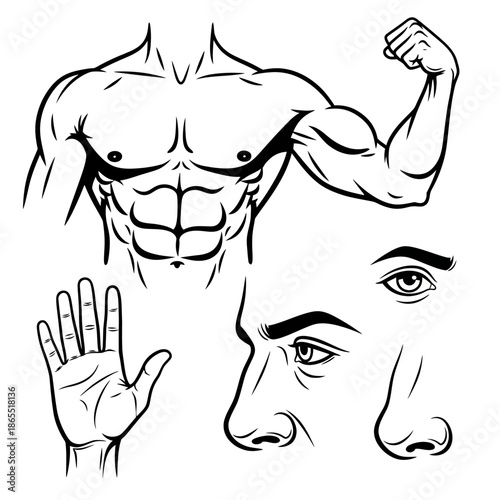 Abstract anatomical illustration featuring a muscular torso and partial face