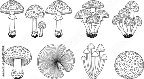 Collection of detailed mushroom illustrations featuring various fungi species, botanical drawings, forest elements, nature sketches, and hand-drawn organic designs