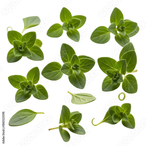 Fresh garden marjoram leaves with delicate structure
