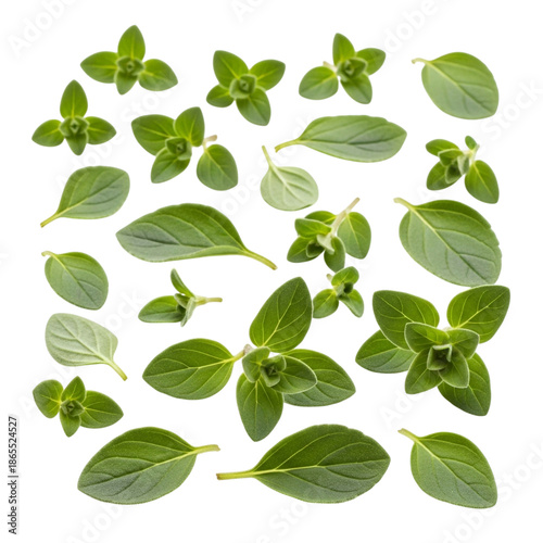 Natural marjoram leaves with smooth leafy shape
