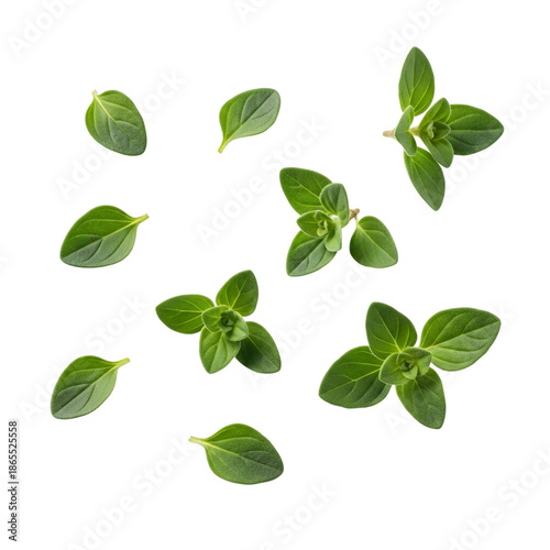Culinary marjoram leaves showcasing gentle green color

