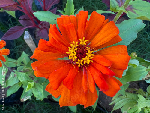 orange hibiscus flower