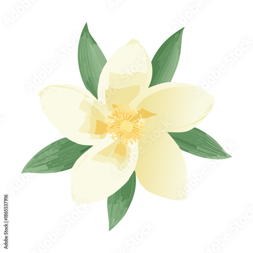 Elegant white narcissus flower plant with detailed green foliage for a classic and natural nature illustration design