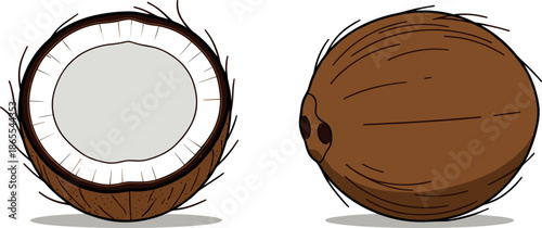 Tropical fruit vector set featuring a whole brown coconut and a half coconut with white flesh isolated on white background.