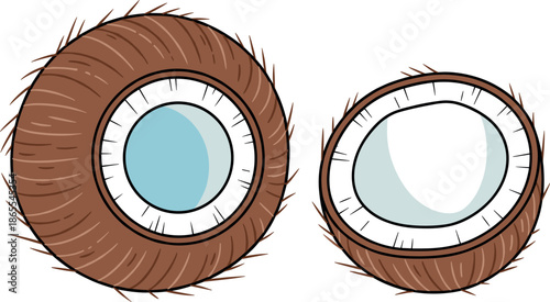 Tropical fruit vector set with a whole brown coconut shell and a cross-section half coconut with white flesh isolated on white background.