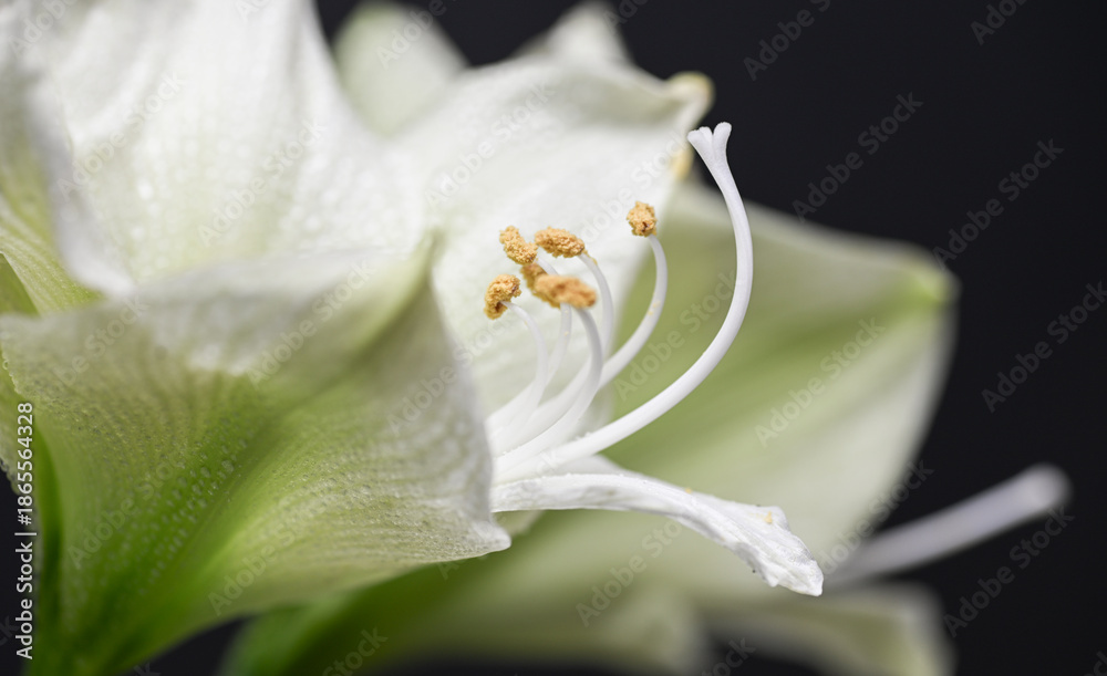 Obraz premium Close up of White and Green Amaryllis Flower