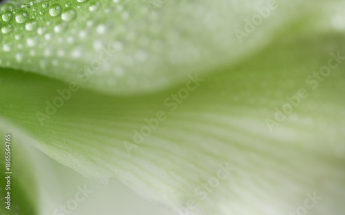 Close up of White and Green Amaryllis Flower