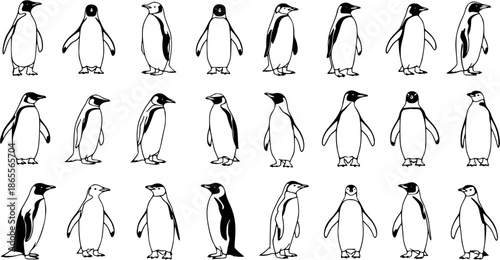 Black and White Line Art Illustration of Various Penguins in Different Poses - A Collection of Hand-Drawn Wildlife Outlines for Nature and Animal-Themed Designs