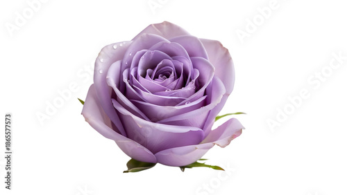 Lavender rose isolated on transparent background