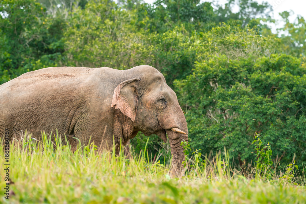Fototapeta premium Elephants are the largest land animals, possessing long trunks, large ears, big legs, and thick yet delicate skin. Their trunks are used for breathing and for grasping food.