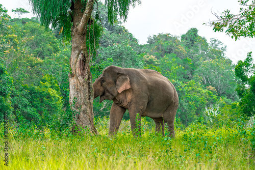 Elephants are the largest land animals, possessing long trunks, large ears, big legs, and thick yet delicate skin. Their trunks are used for breathing and for grasping food.