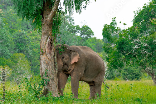 Elephants are the largest land animals, possessing long trunks, large ears, big legs, and thick yet delicate skin. Their trunks are used for breathing and for grasping food.
