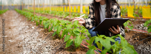 Photos agriculture and greenhouse with plant production for harvest, crops or food