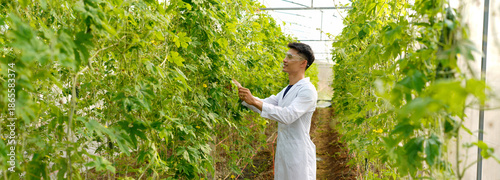 man in a white coat and glasses checks the ripeness of a large, bitter melon while holding it. The eggplant hangs on a plant in a greenhouse during the day.