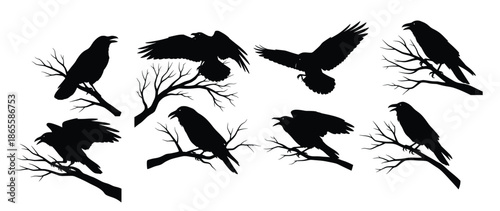 black silhouettes of ravens on branches 