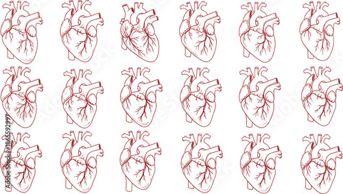 Anatomical Human Heart Illustration Set, Realistic Red Line Art Medical Sketches, Cardiology Organ Drawing for Health Education, Professional Biological Vector