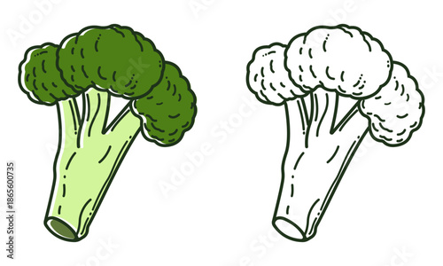 vector illustration of fresh broccoli shown in colored and outline styles, ideal for food icons, healthy lifestyle graphics, or packaging