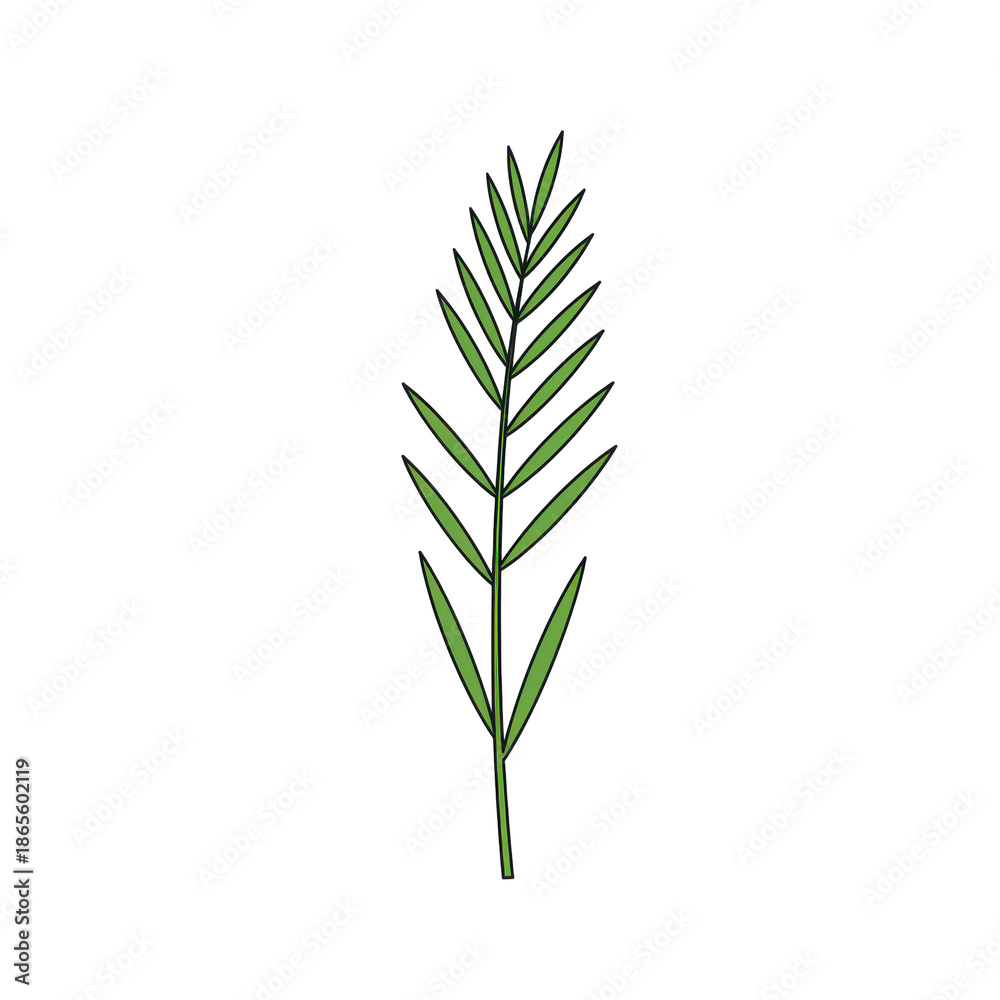 Fototapeta premium Detailed green leafy sprig with linear arrangement and sharp edges isolated on white background