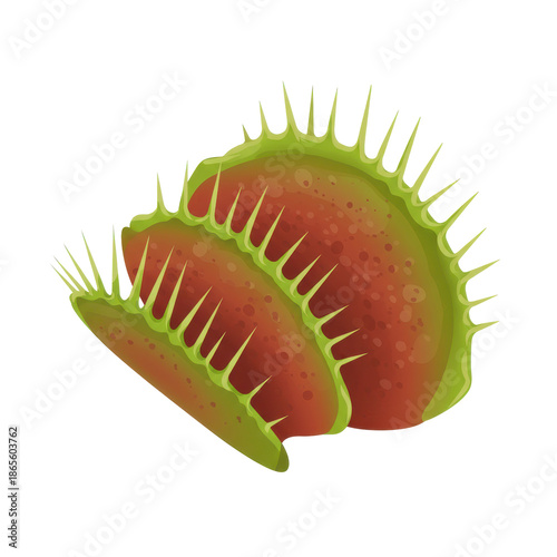 Two vivid venus flytrap leaves in detailed illustration isolated on white background