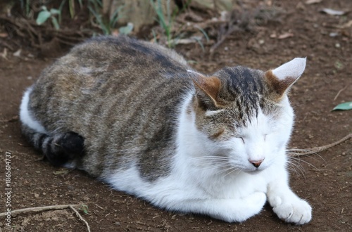 境内で寛ぐねこ
