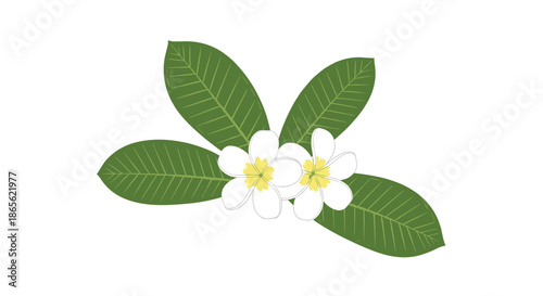 Beautiful illustration of two white and yellow plumeria flowers, also known as frangipani, with their characteristic green leaves.