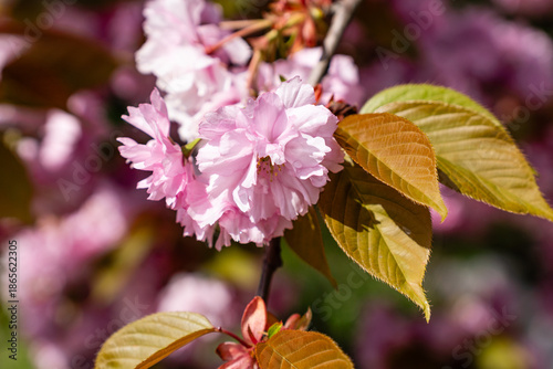 Bright pink cherry blossoms, like fluffy clouds, bloomed on branches covered with delicate leaves