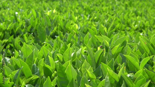 Slow panning in a close-up of green tea tree leaves in a fresh tea plantation mountain in 4K. Camellia Sinensis farm herbal plant background in the morning.