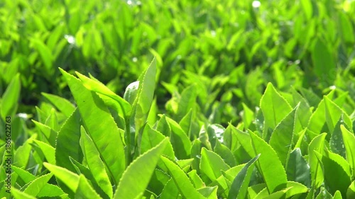 Slow panning in a close-up of green tea tree leaves in a fresh tea plantation mountain in 4K. Camellia Sinensis farm herbal plant background in the morning.