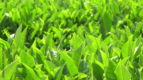Slow panning in a close-up of green tea tree leaves in a fresh tea plantation mountain in 4K. Camellia Sinensis farm herbal plant background in the morning.